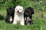 TERRIER DU TIBET 223